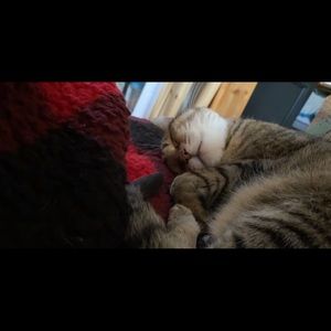 ‼️‼️‼️TWO DAYS ONLY‼️‼️‼️